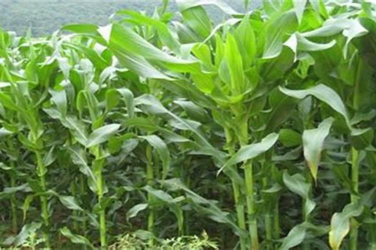 玉米施肥时间和方法