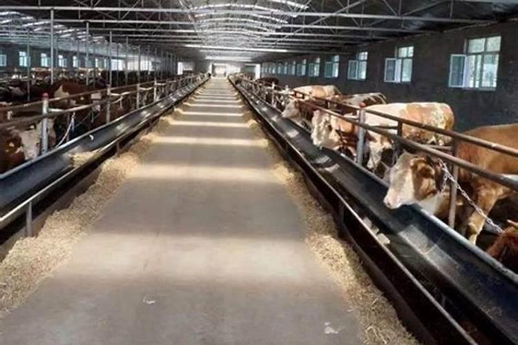 屠宰场牛粪便怎么处理才能燃烧