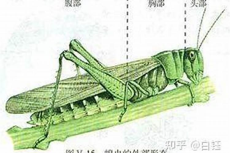 卵生又分为身体分节和什么动物