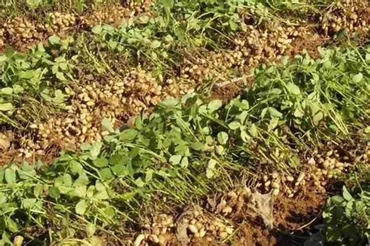 种植花生磷肥的正确方法