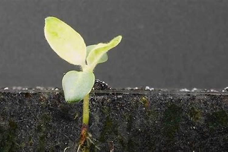 葵花种子发芽过程中缺水,胚芽干了会不会活？