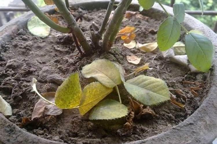 ...花出了嫩苗怎么在太阳下又枯萎了,根部也没长根牙,是不是以前下雨泡...