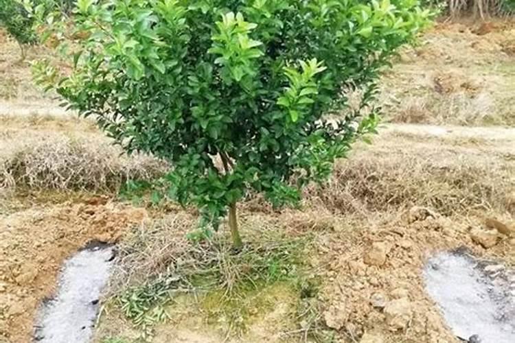 沙糖桔秋梢出要喷叶面肥吗