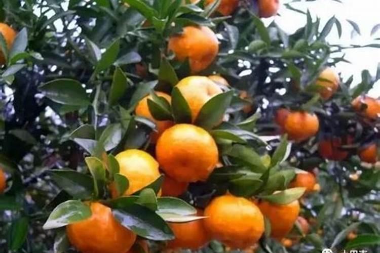 沙糖桔施肥方法及注意事项