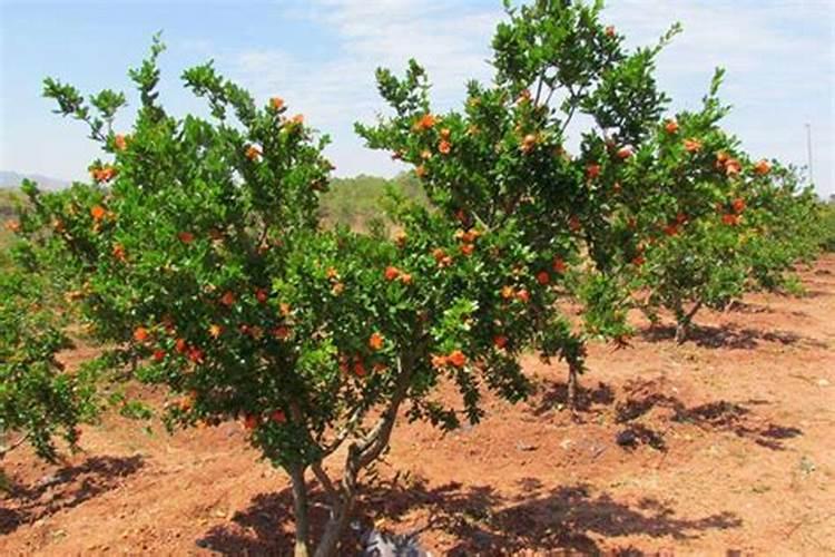 石榴树什么时候上钾肥最好呢？