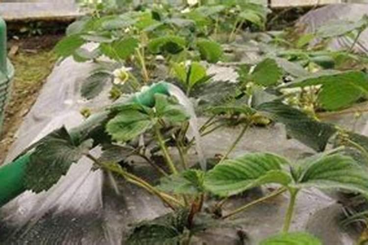 草莓在开花的时候施什么肥料