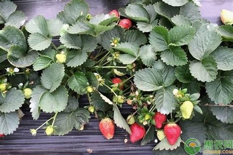 7月花芽分化技巧