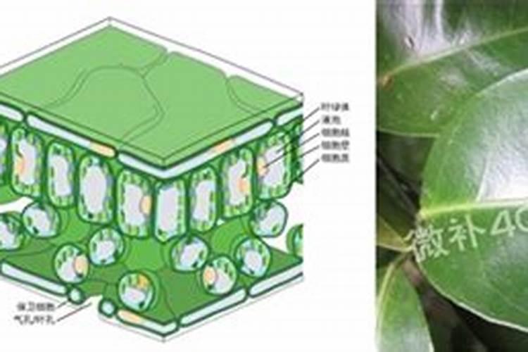 叶面肥的施用原理!