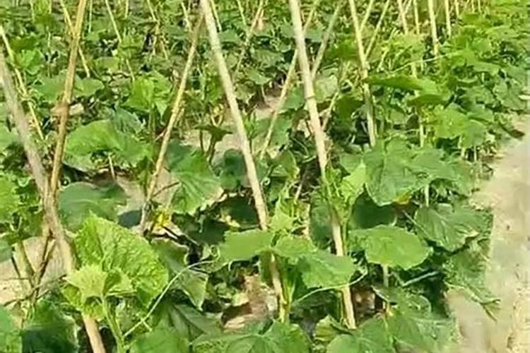 大棚小黄瓜刚晴天可以浇钙肥吗？