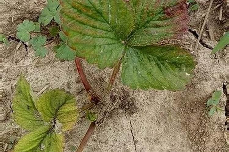 草莓药害多久打叶面肥一次比较好？