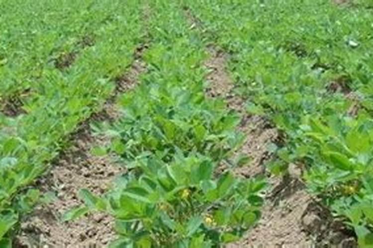 花生要施几次肥料