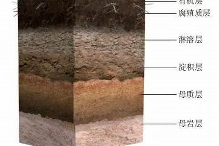 植物叶片能吸收腐殖酸吗为什么？
