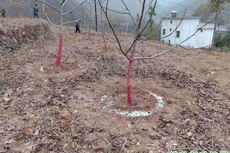 核桃如何施肥挂果多？