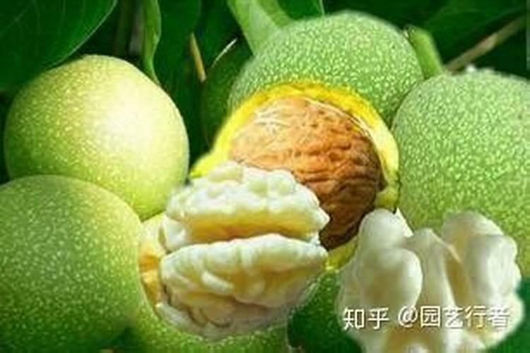 种植核桃树,如何管理才能提高挂果率