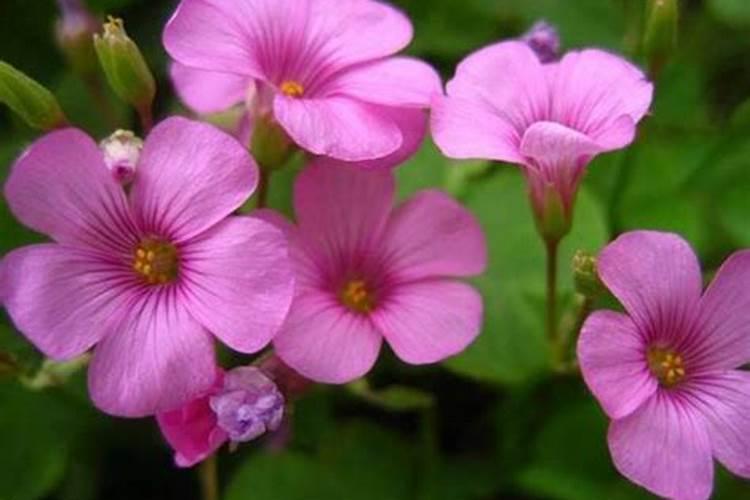 酢浆草喷叶面肥行吗怎么喷？