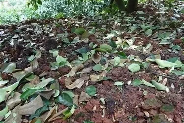 怎么预防柑橘枯枝落叶？