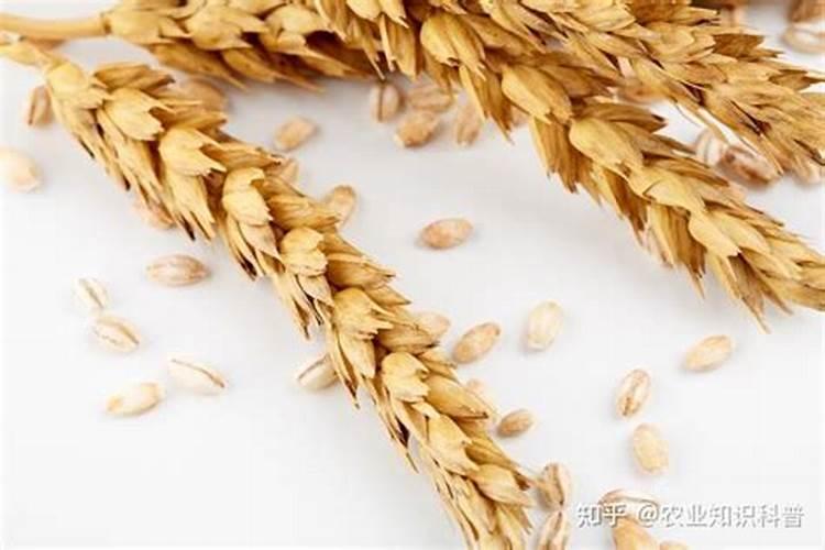 小麦冻害用什么药补救