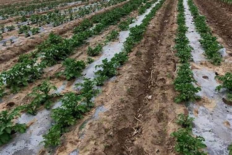 马铃薯受冻还能长大吗？