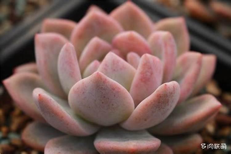 多肉肥料哪种好