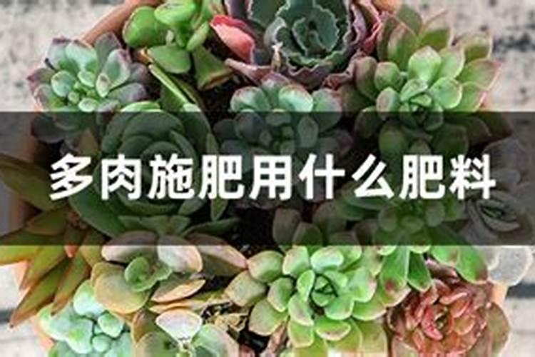 多肉施肥用什么肥料,如何给多肉施肥