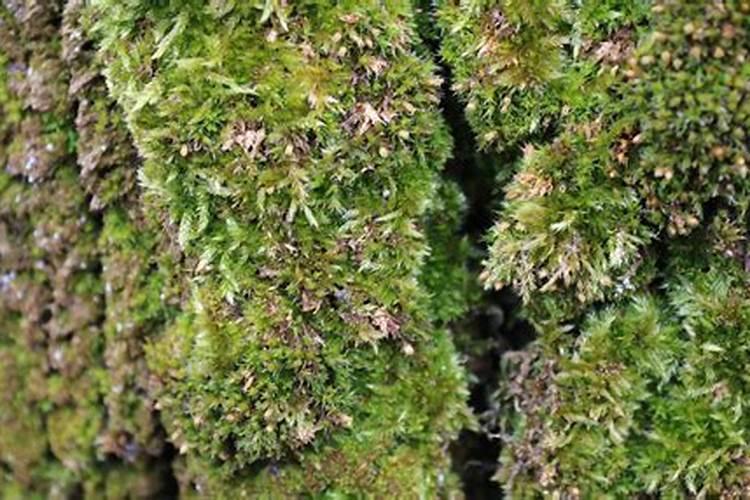 土壤绿苔怎么办