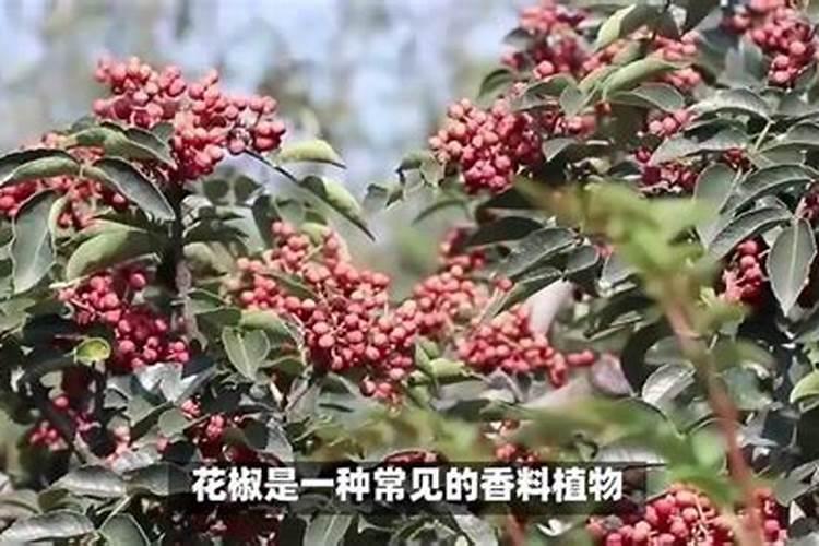 花椒的种植方法和管理技术