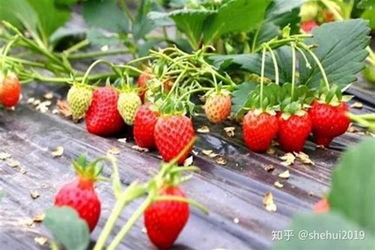 草莓用什么叶面肥