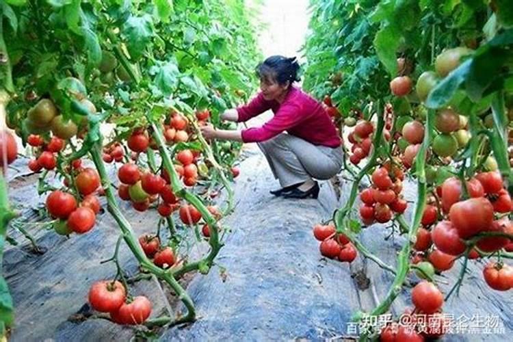 西红柿结果期上什么肥料产量高？西红柿用哪种水溶肥效果好？