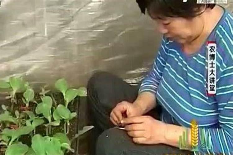 西红柿断根用什么工具断,具体做法