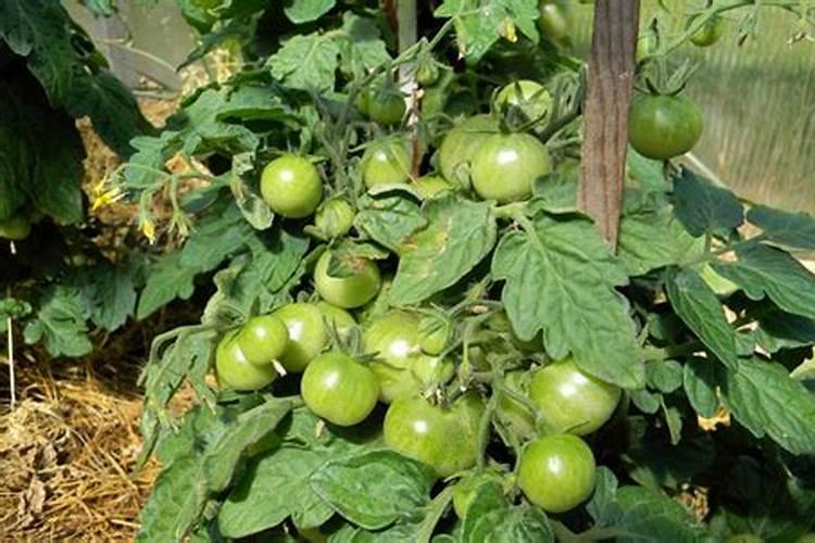 西红柿根茎部断裂开来啥情况