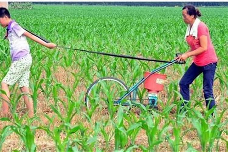 玉米正确的施肥方法有哪些？