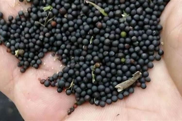 种植油菜籽每亩需要上多少肥料？