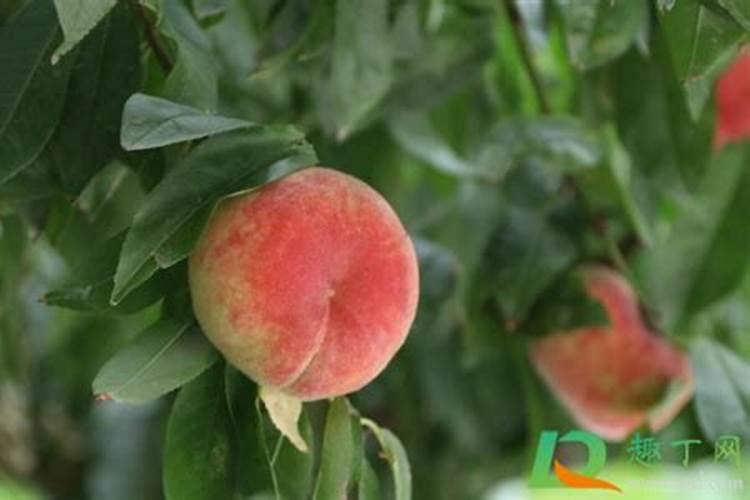 桃树施白糖桃能变甜吗怎样提高桃子的含糖量