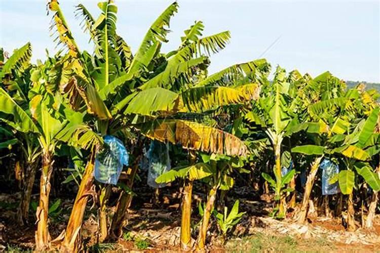 香蕉树的种植方法