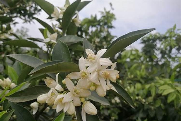 橘子树开花打什么药保果