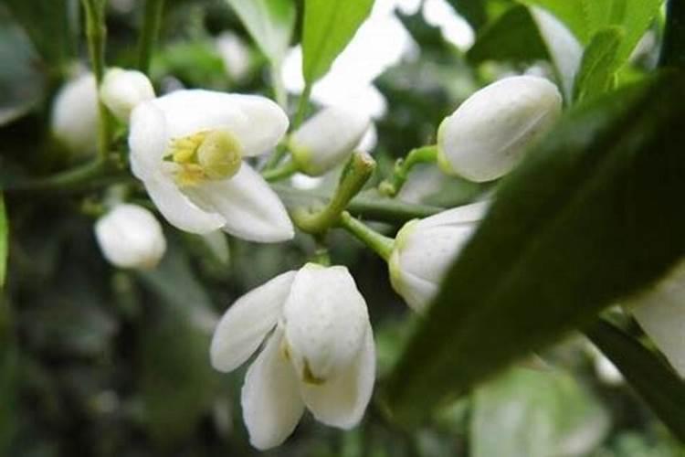 橘子树开花的时候可以浇水吗？