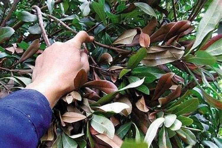 杨梅树凋萎病有救了