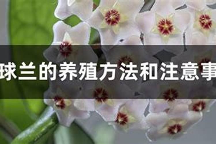 球兰的养殖方法和注意事项
