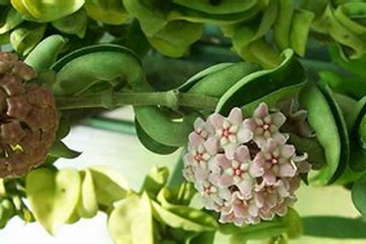 球兰秋季养护方法