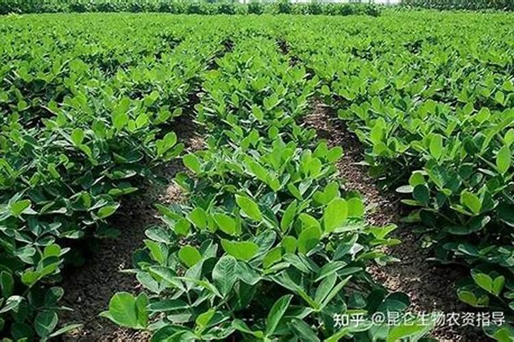 花生叶面肥用什么高产