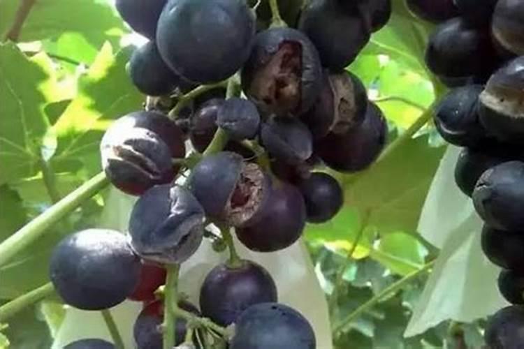 葡萄园施生石灰能减轻裂果烂果吗