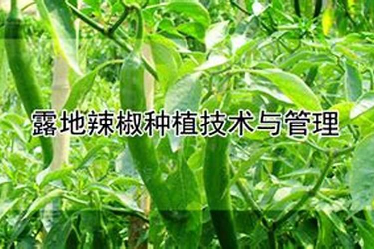 露地辣椒种植技术与管理