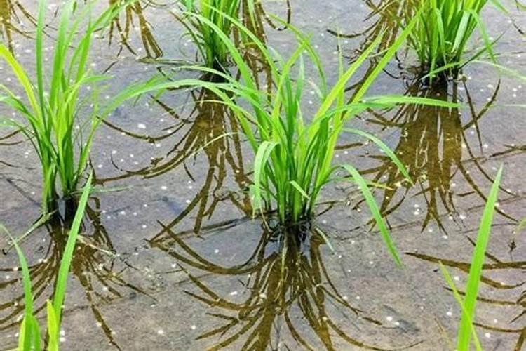 中稻田,禾苗不长,怎么啦