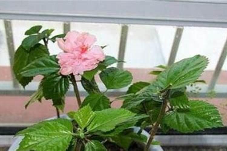 扶桑花适合用什么肥料？