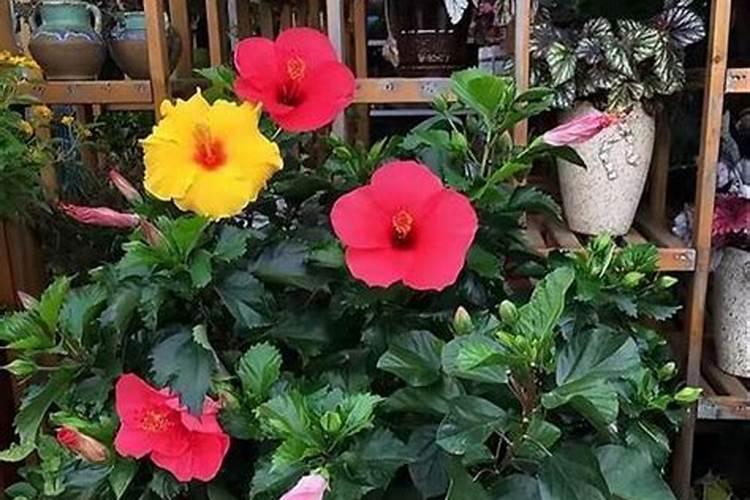 扶桑花浇什么肥料合适