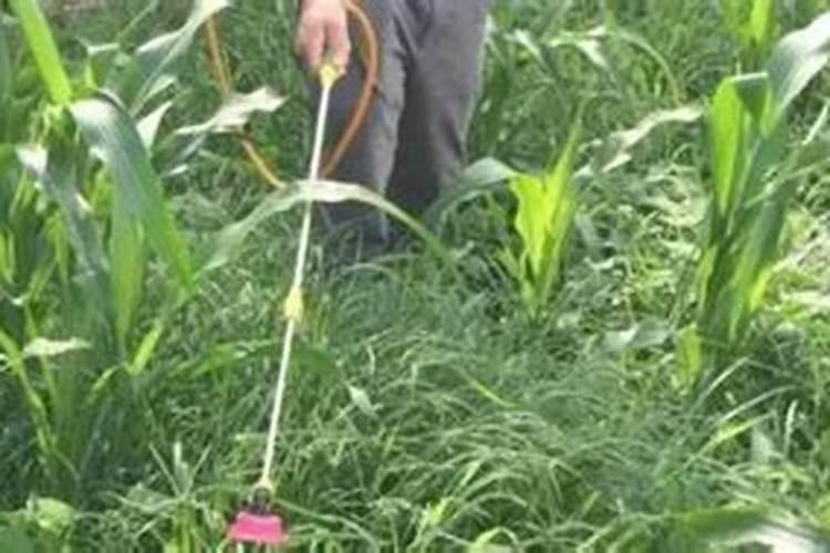 玉米什么时候打磷肥最佳？