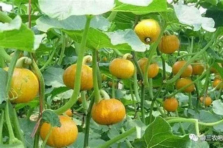 种植南瓜要想高产,这六个妙招需学会!