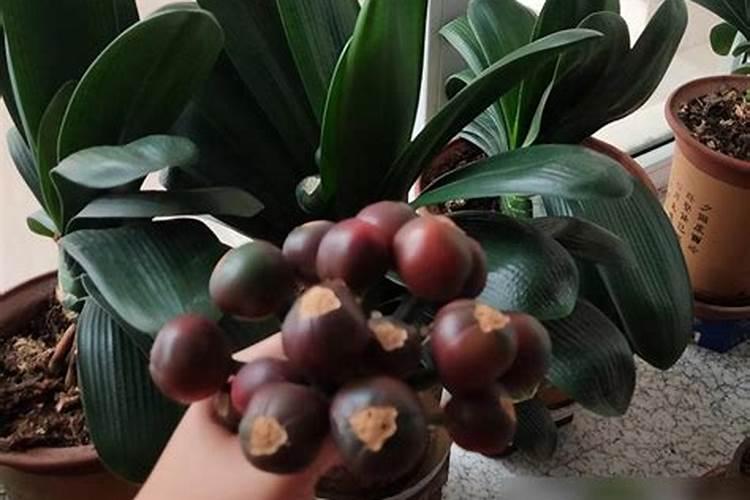 我家新买了好多盆兰花,不知道该怎么养护？冬季种兰花用什么肥料最好？