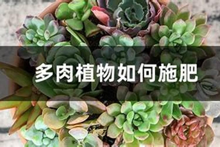 如何给水培多肉植物施肥