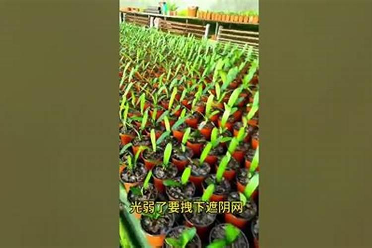 隔三到五天,打一次叶面肥,行吗